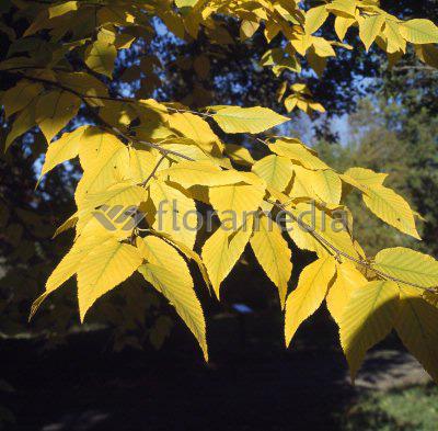 BETULA